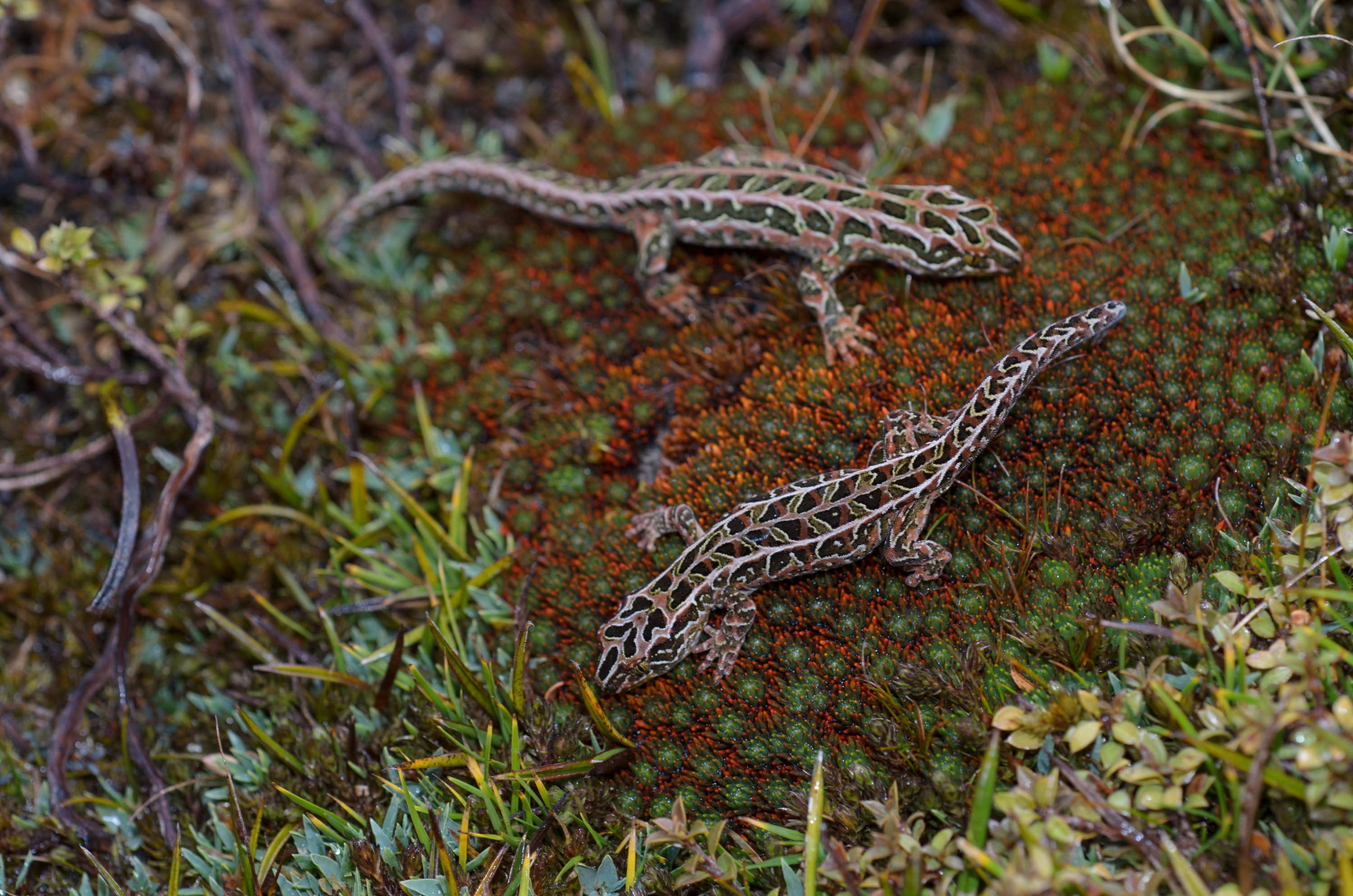 DSC_3000 – Adventure, Crispin, Hoplodactylus, Island, March 2017, National Park, New, New Zealand, Rakiura, South, Stewart, Tukutuku rakiurae, Zealand, amazing, gecko, harlequin gecko, rare, stunning